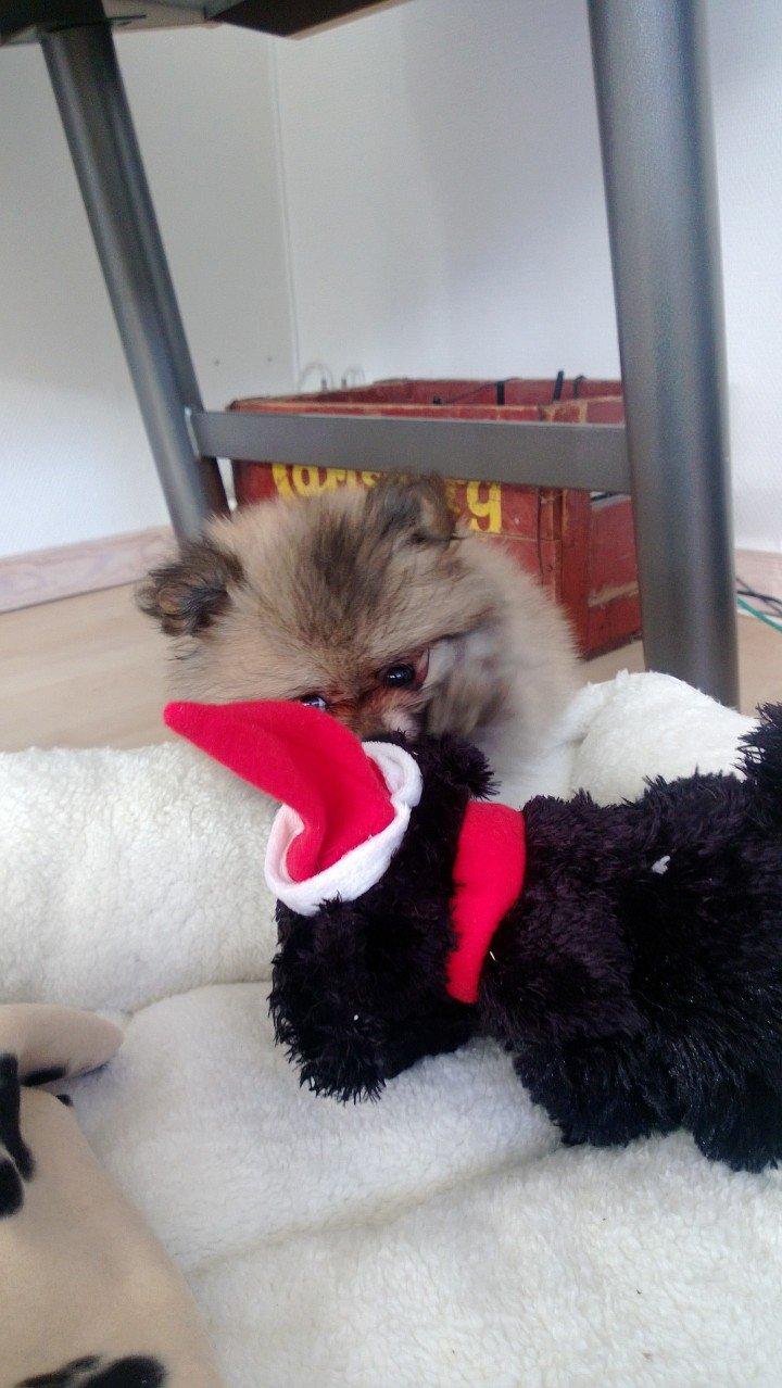 Pomeranian Topsy´s Carla billede 19