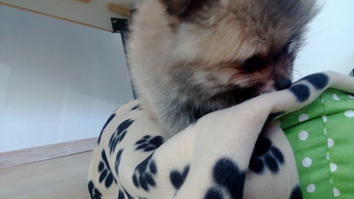 Pomeranian Topsy´s Carla billede 20