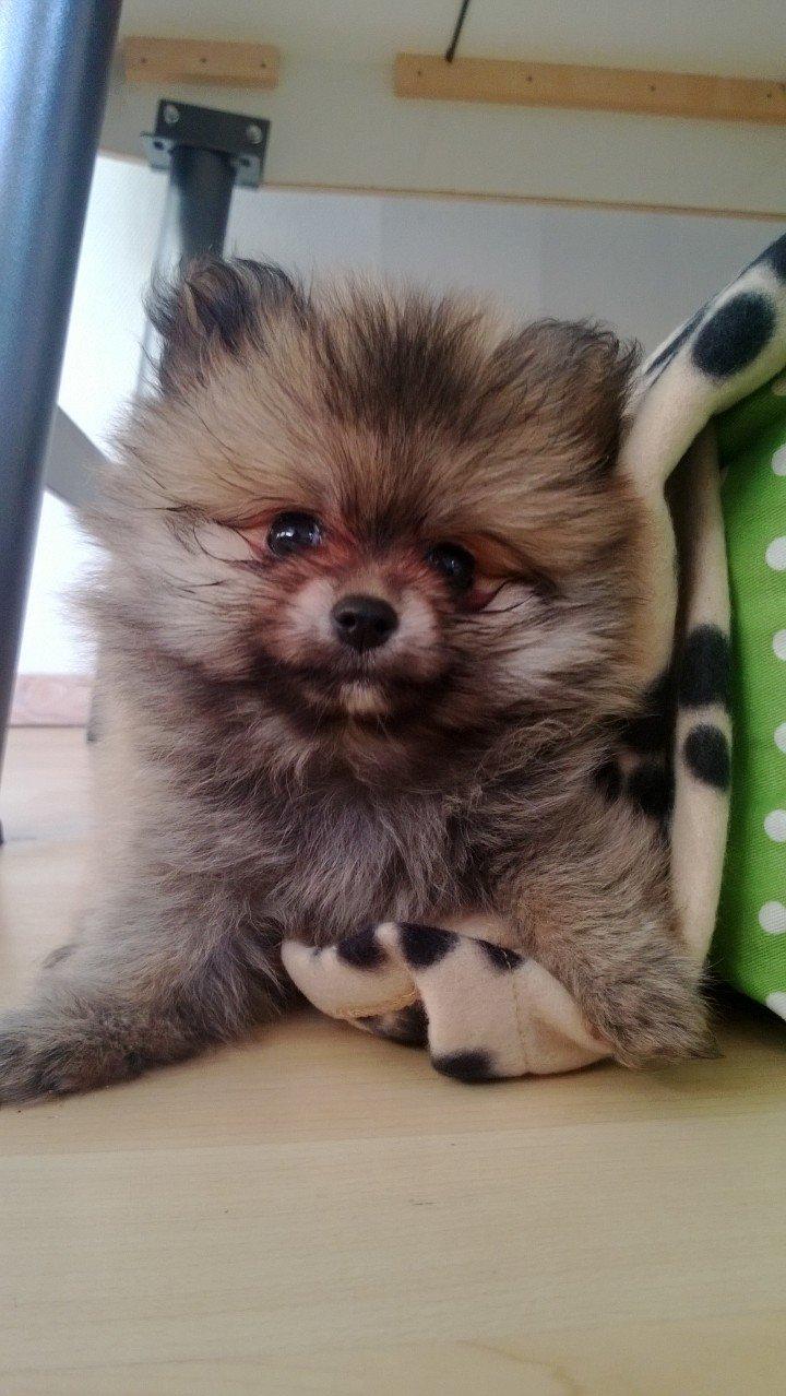 Pomeranian Topsy´s Carla billede 16