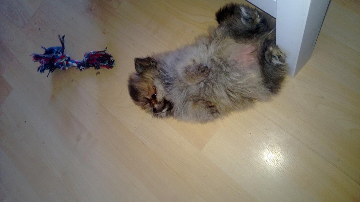 Pomeranian Topsy´s Carla billede 18