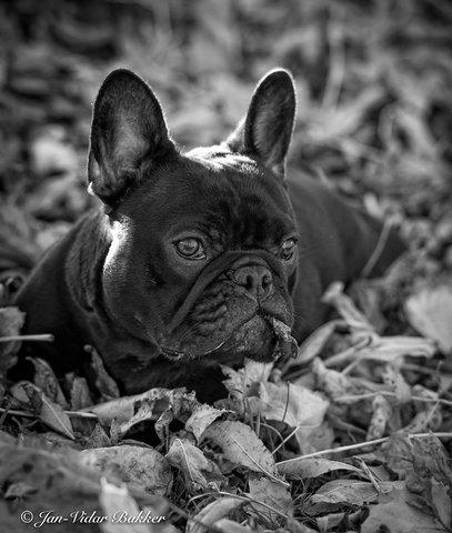 Fransk bulldog Collin billede 1