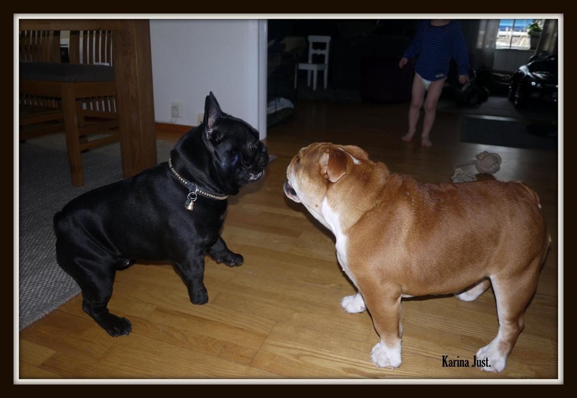 Fransk bulldog Collin billede 2