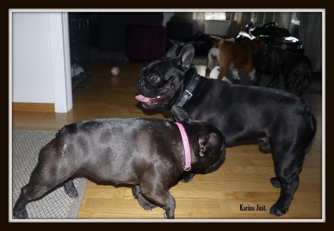 Fransk bulldog Collin billede 3