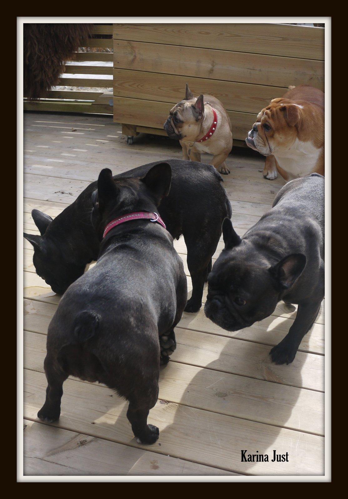 Fransk bulldog Collin billede 4