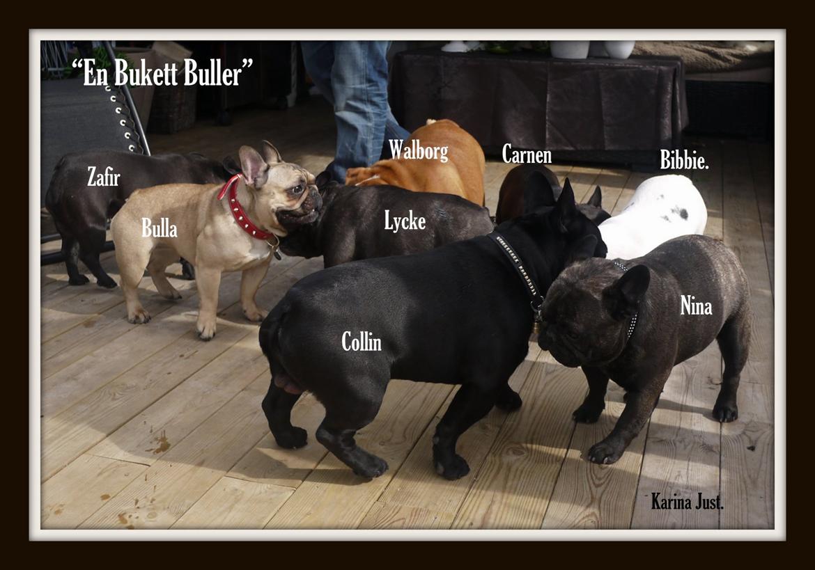 Fransk bulldog Collin billede 5