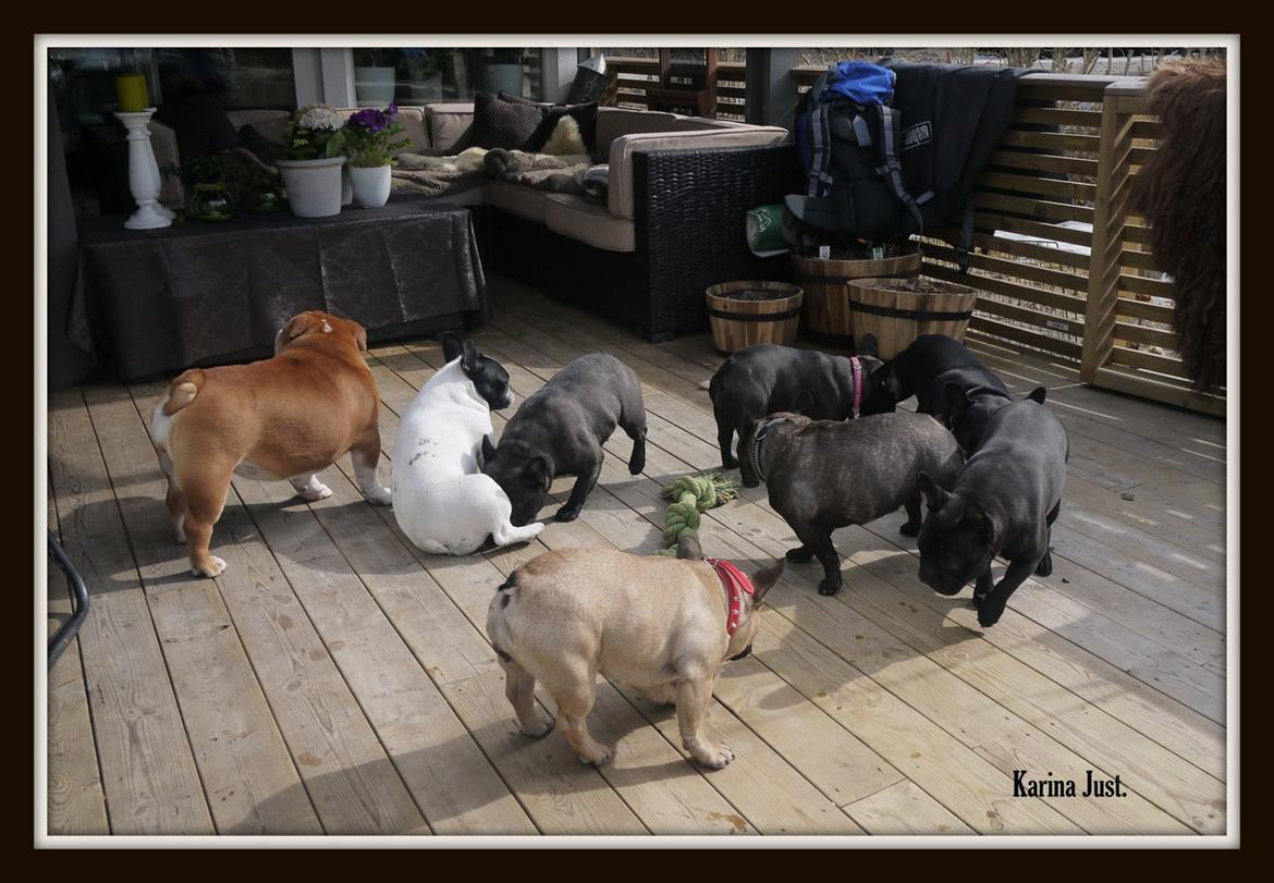 Fransk bulldog Collin billede 6