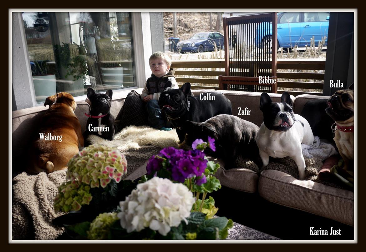 Fransk bulldog Collin billede 7