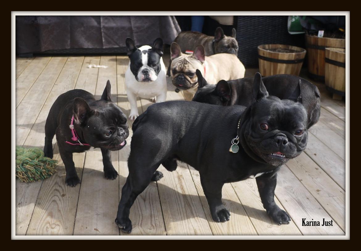 Fransk bulldog Collin billede 8