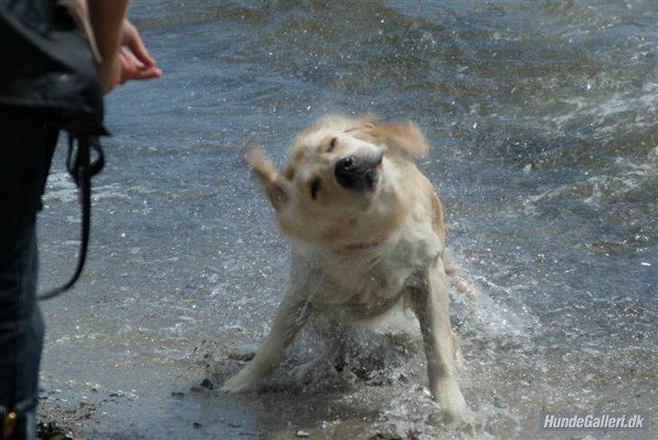 Golden retriever Lapija´s Bianca billede 8