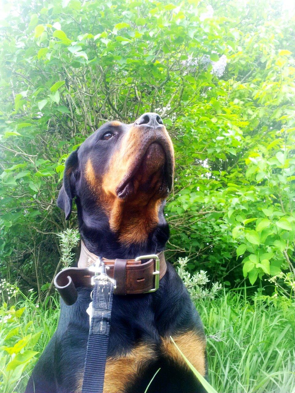 Rottweiler Jackie - Juni 2013 billede 1