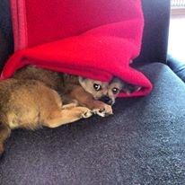 Tibetansk spaniel Albert. - Gå nu væk med det kamera mor! :-D 
Albert 15 uger.  billede 7