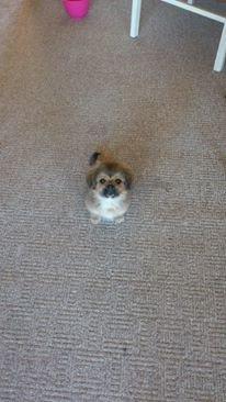 Tibetansk spaniel Albert. - Hallo mor, giv mig så den godbid. :-D billede 8