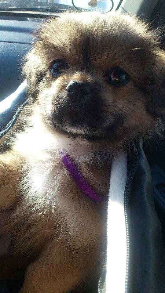 Tibetansk spaniel Albert. - Albert's første køretur med mor og far.  billede 9