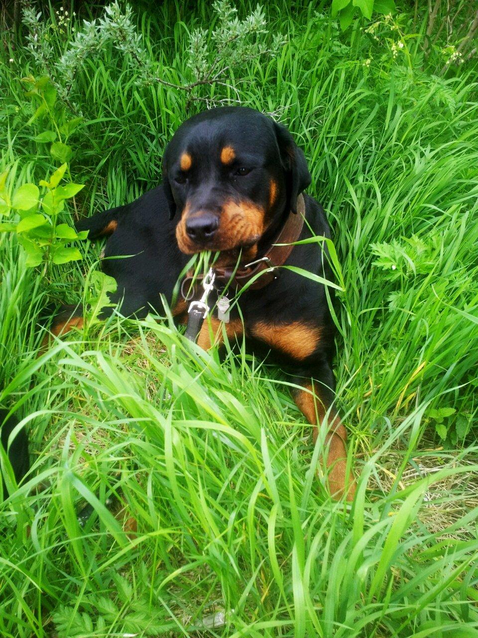 Rottweiler Jackie - Juni 2013 billede 3