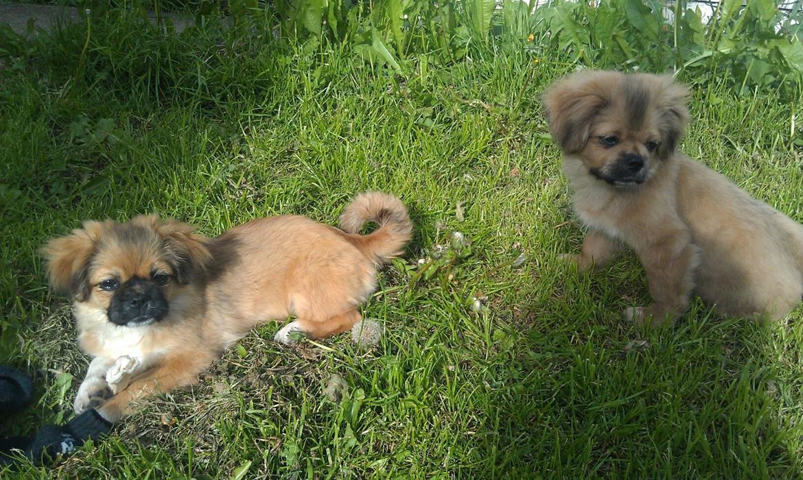 Tibetansk spaniel Albert. - Albert og sin søster Dina. 
(Albert til højre). billede 10