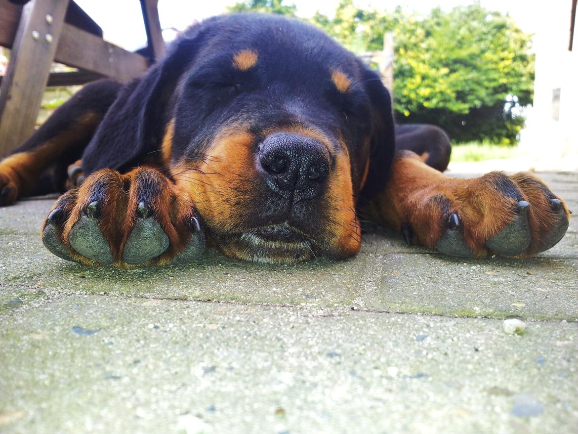 Rottweiler Zora billede 2