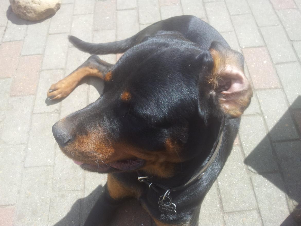 Rottweiler Zora - Juni 2013
Total lækker dér billede 4