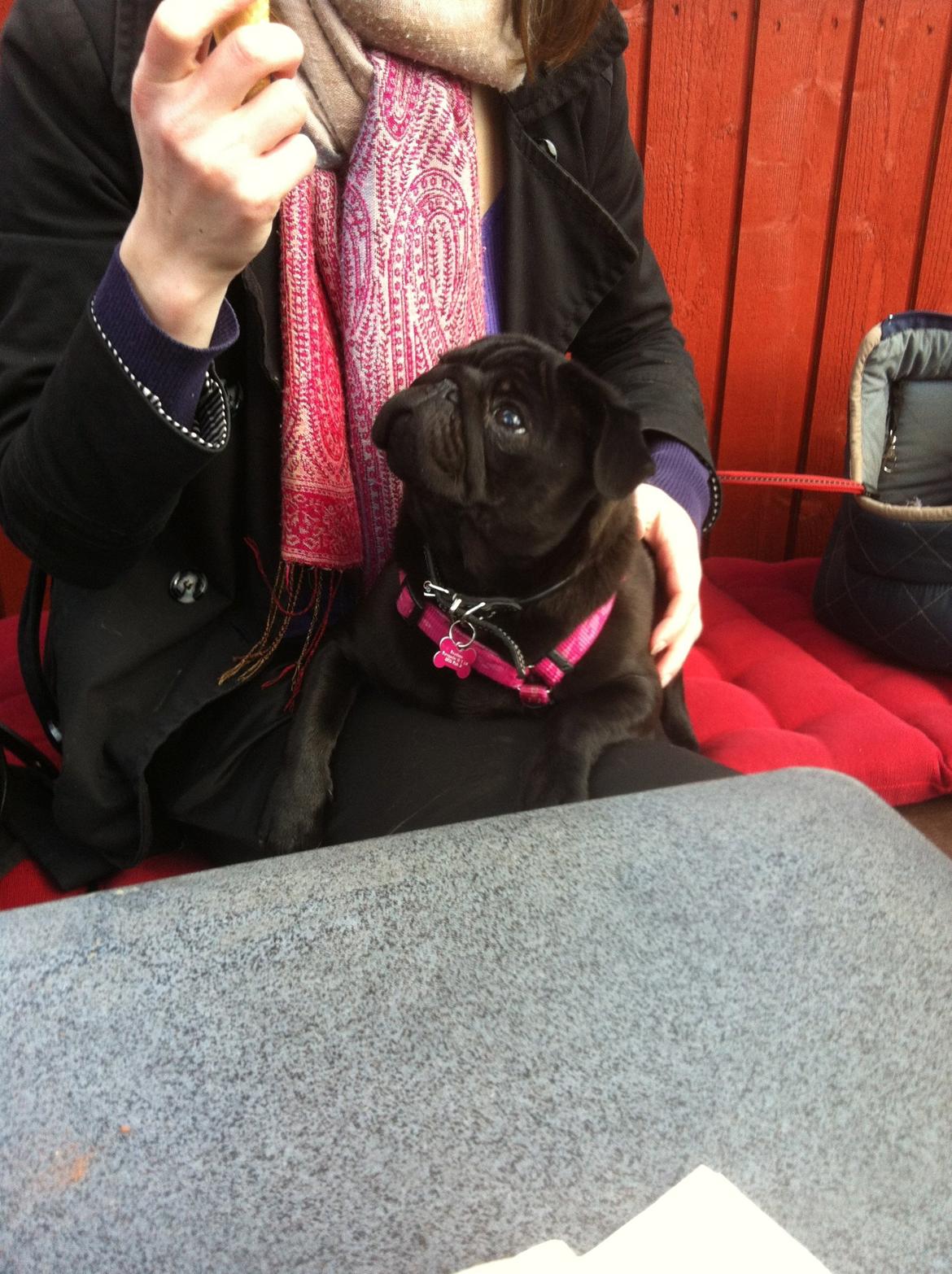 Mops Berta billede 31