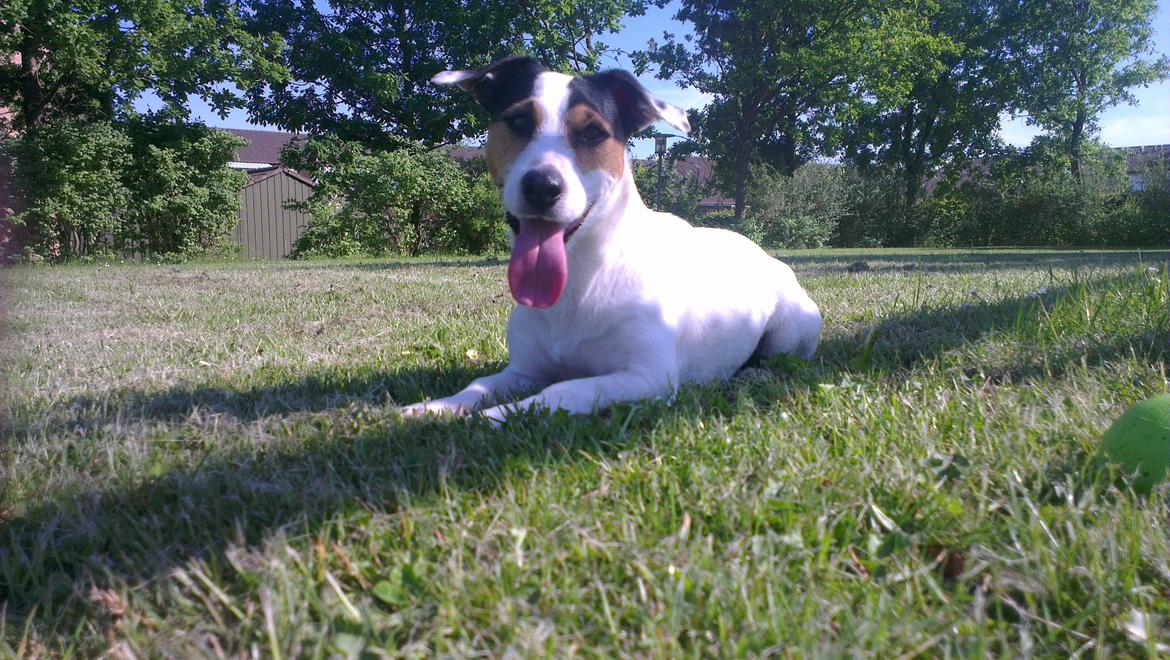 Jack russell terrier Eddie (højt elsket og savnet ) - Velkommen til min profil, læg gerne en besked og en bedømmelse :) billede 1