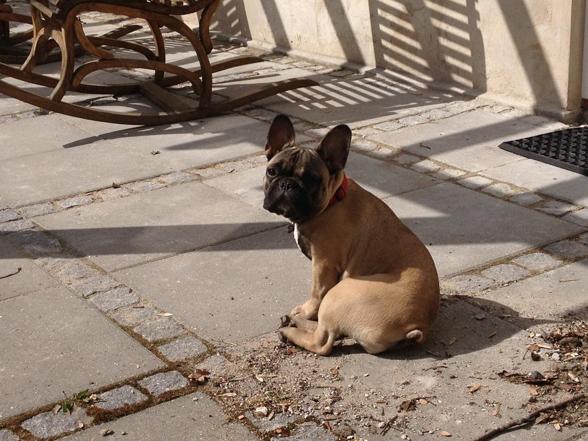 Fransk bulldog Karla billede 7