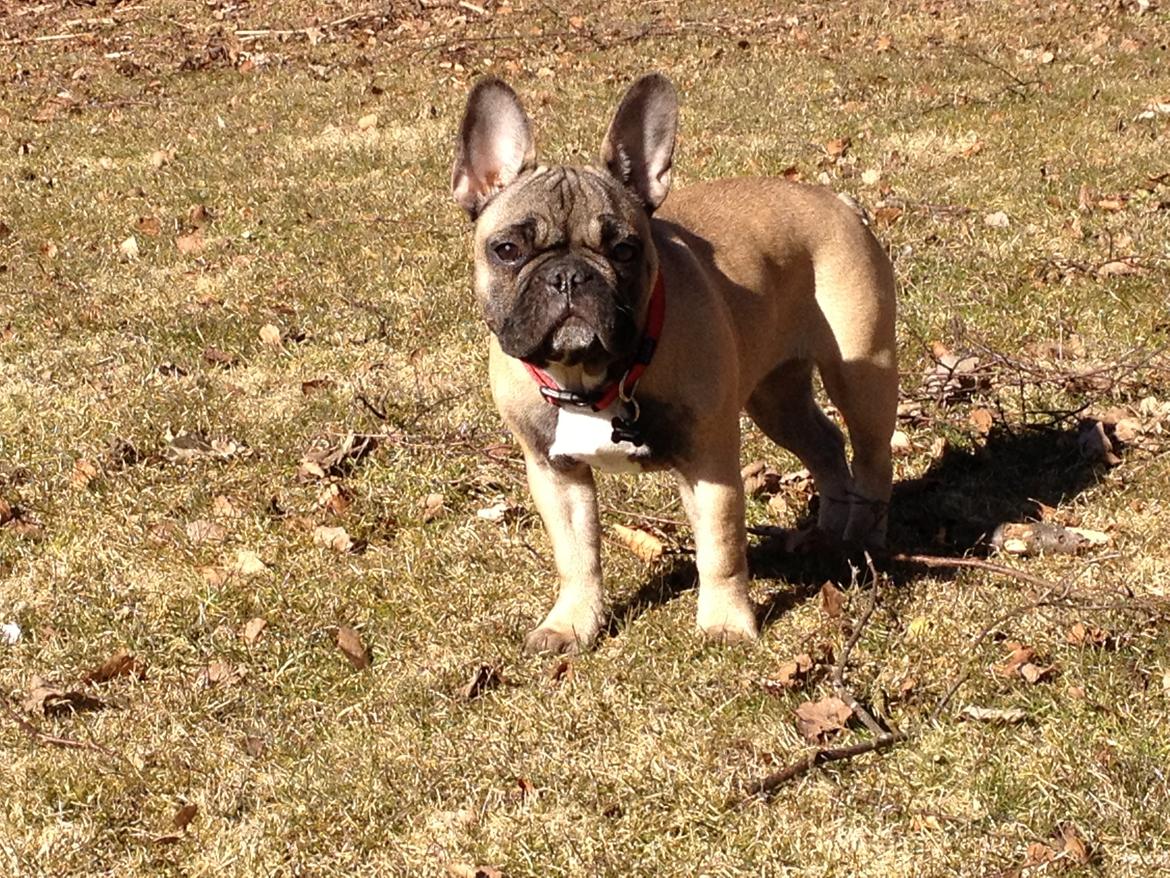 Fransk bulldog Karla billede 8
