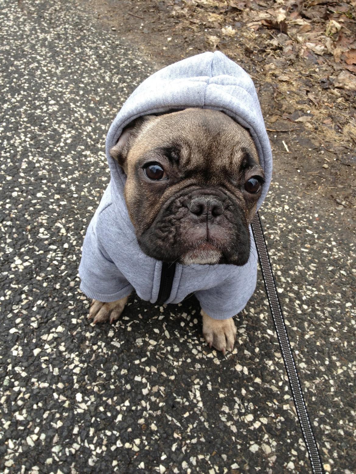 Fransk bulldog Karla billede 9