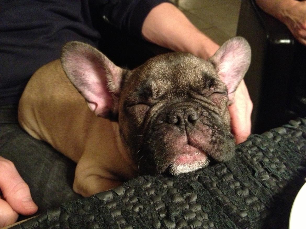 Fransk bulldog Karla billede 10