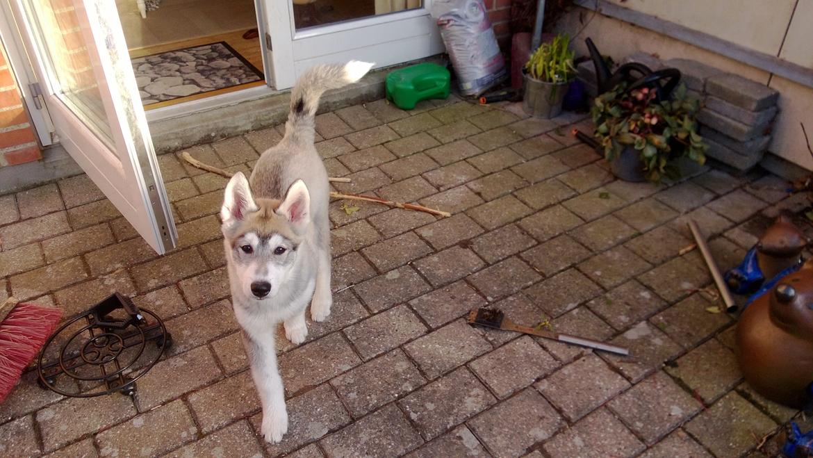 Siberian husky Kodi billede 3