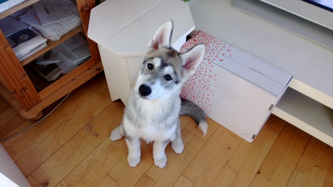 Siberian husky Kodi billede 4