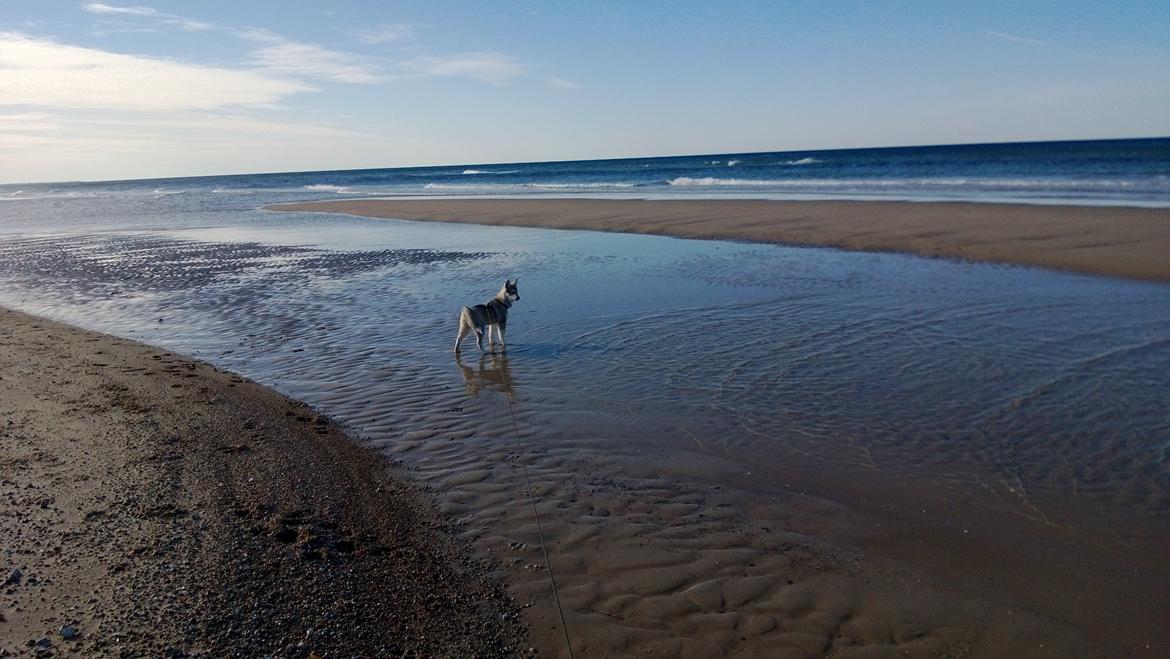 Siberian husky Kodi billede 5