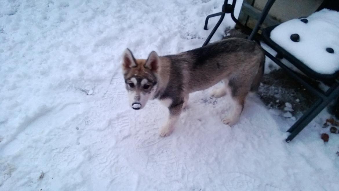 Siberian husky Kodi billede 6