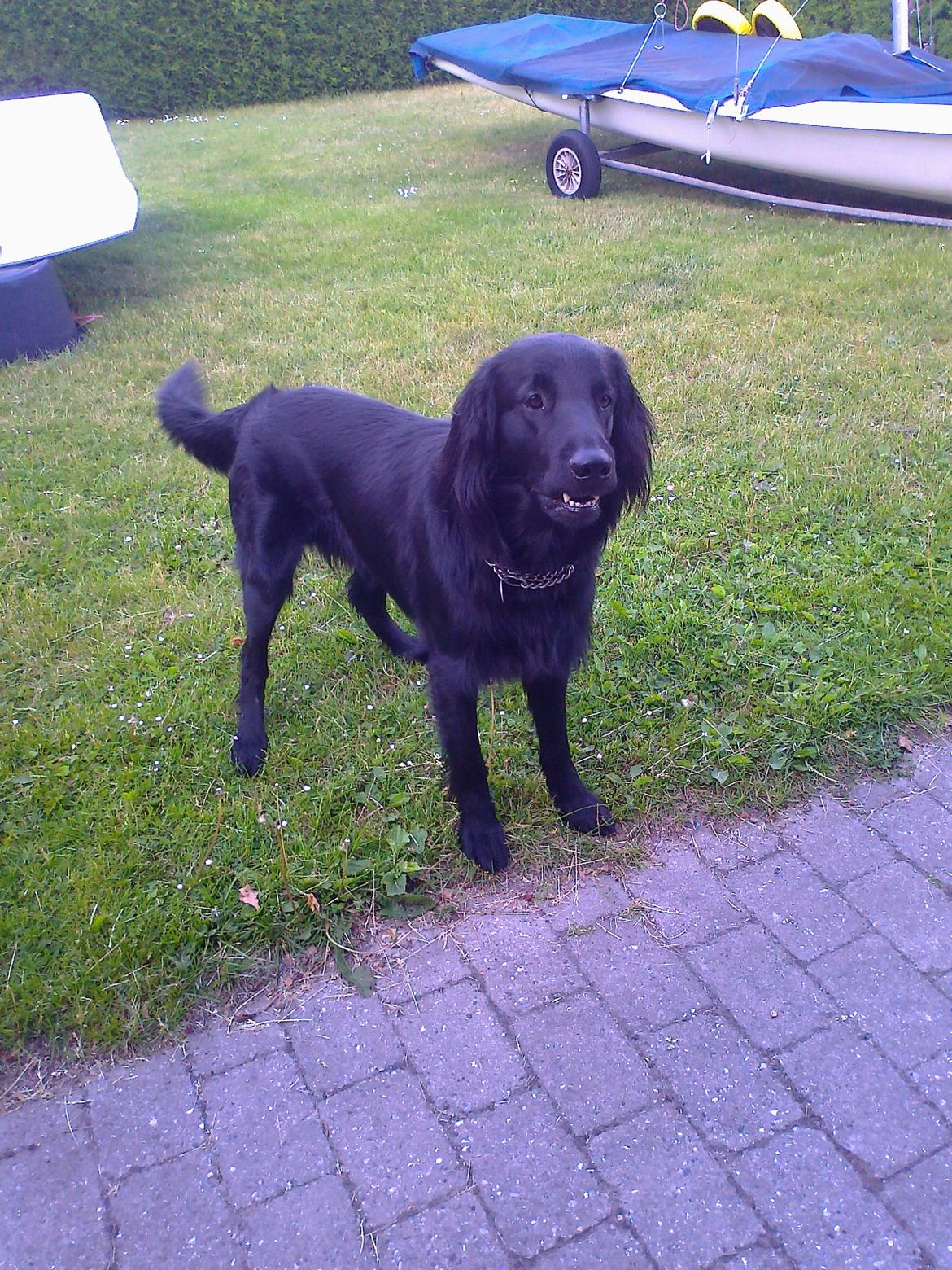 Flat coated retriever Rico billede 1