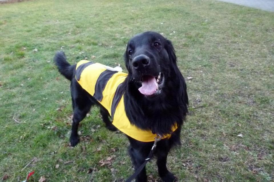 Flat coated retriever Rico billede 2