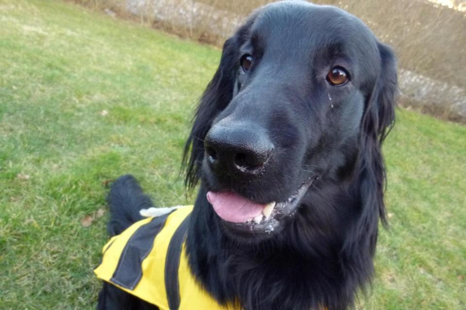 Flat coated retriever Rico billede 3