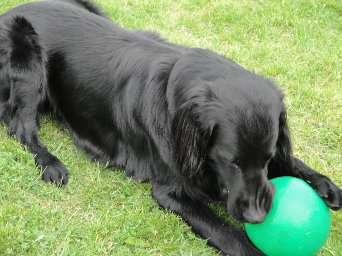 Flat coated retriever Rico billede 6