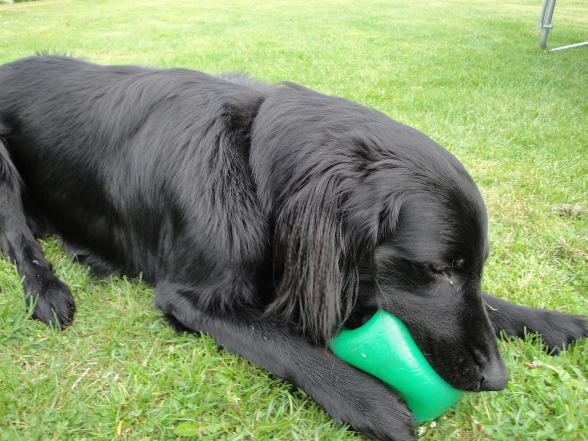 Flat coated retriever Rico billede 7