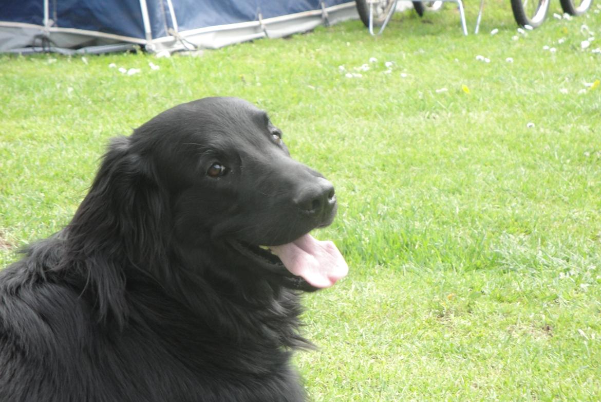 Flat coated retriever Rico billede 8