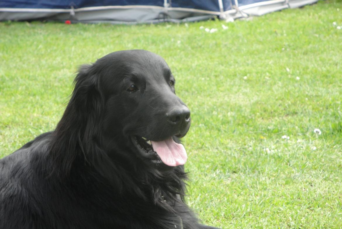 Flat coated retriever Rico billede 9