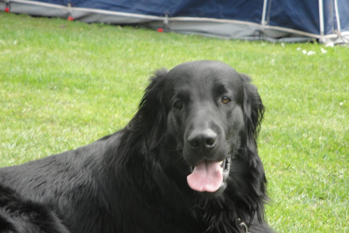 Flat coated retriever Rico billede 10