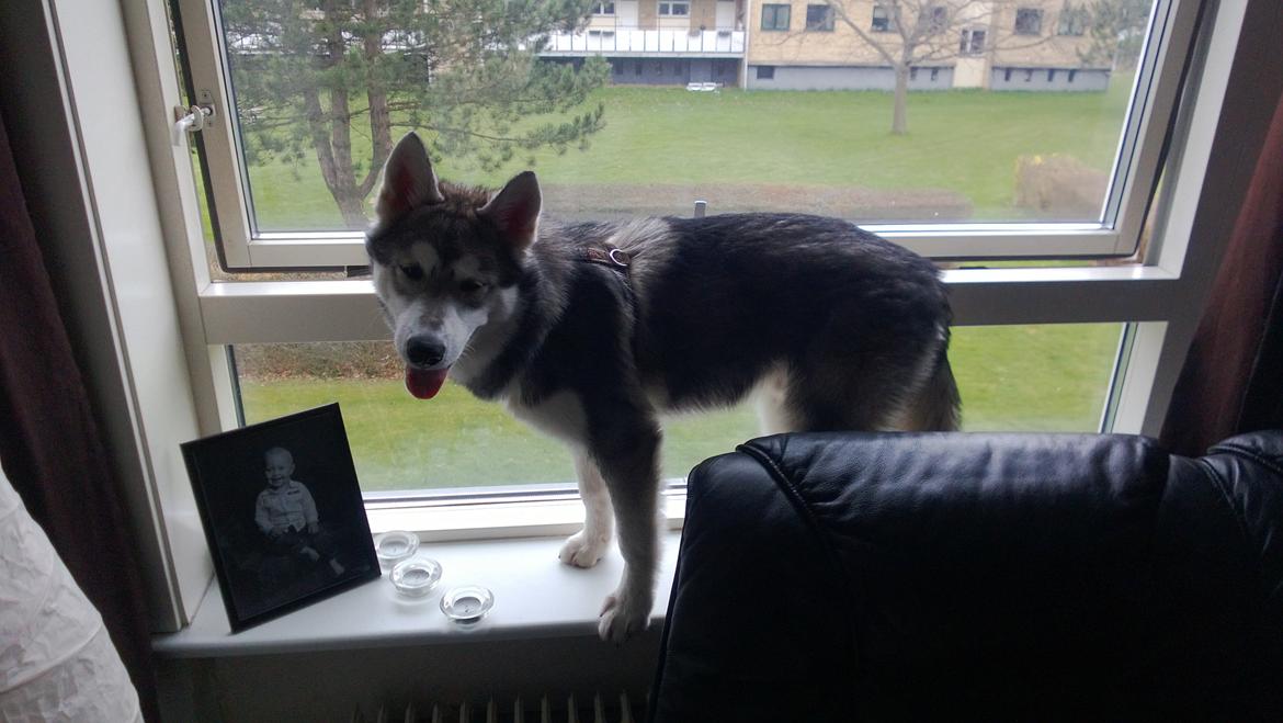 Siberian husky Kodi billede 7