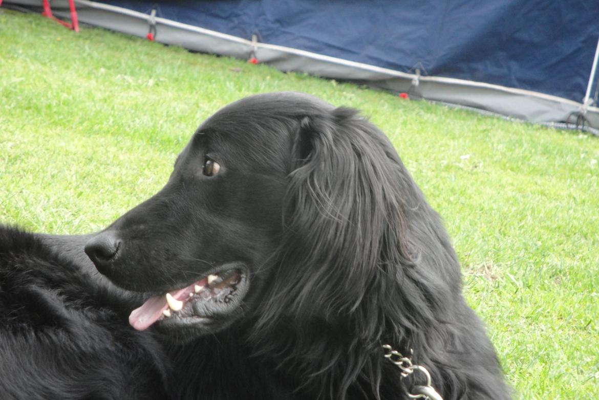 Flat coated retriever Rico billede 11