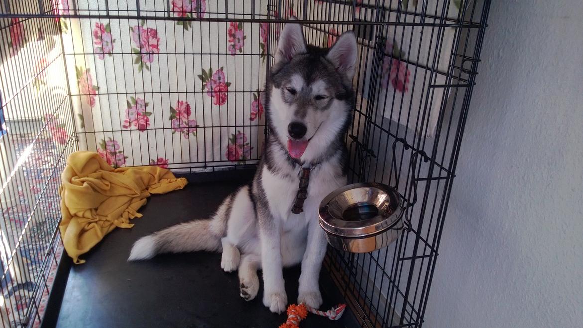 Siberian husky Kodi billede 8