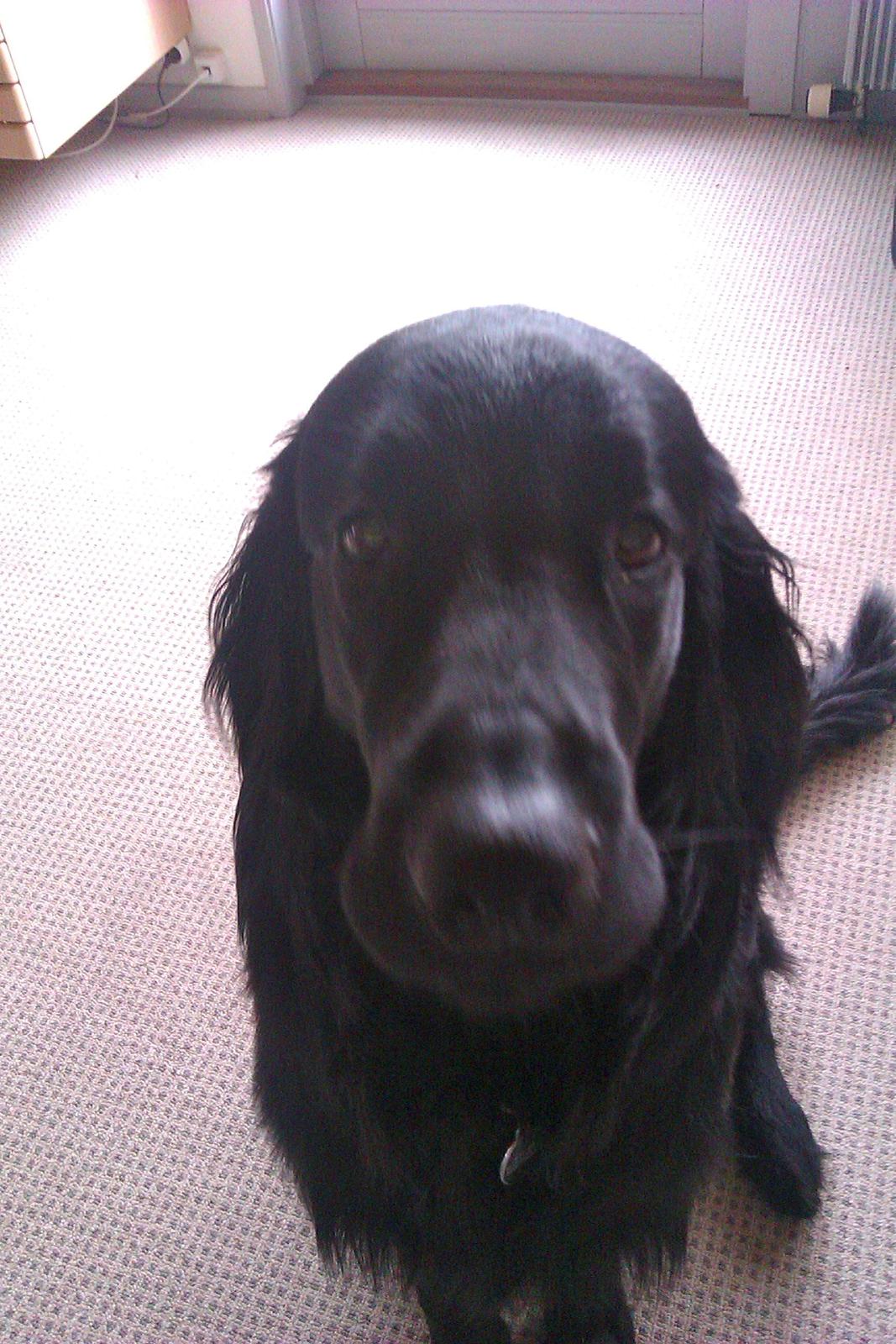 Flat coated retriever Rico billede 13