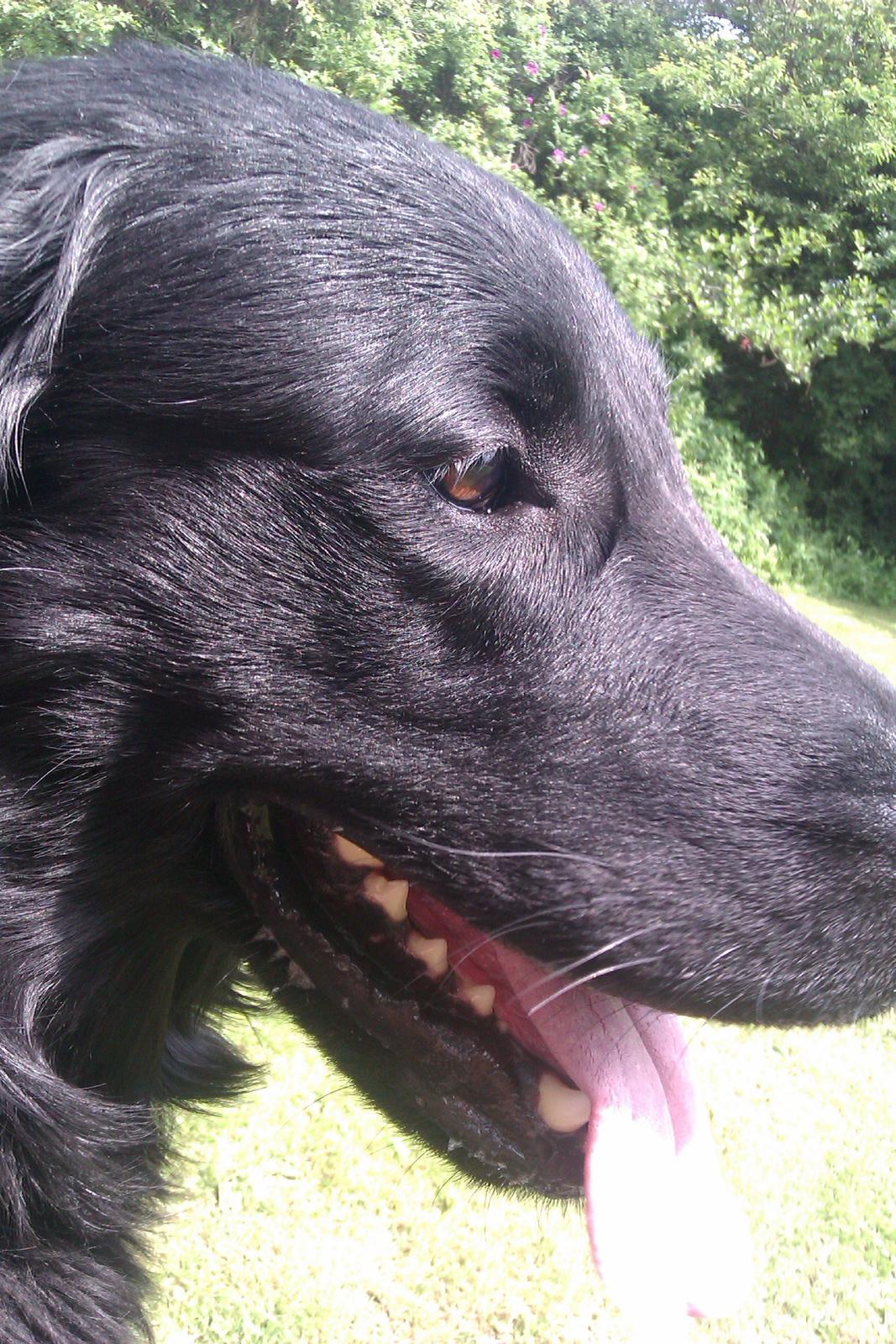 Flat coated retriever Rico billede 14