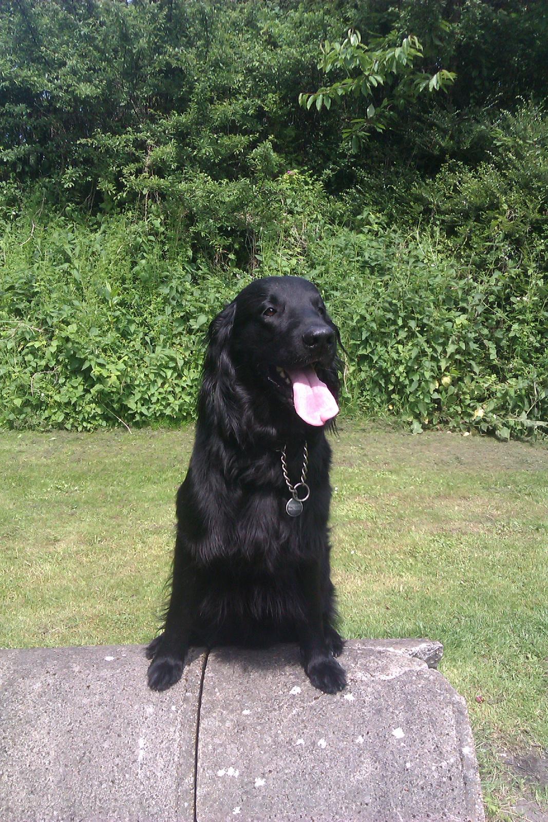 Flat coated retriever Rico billede 15