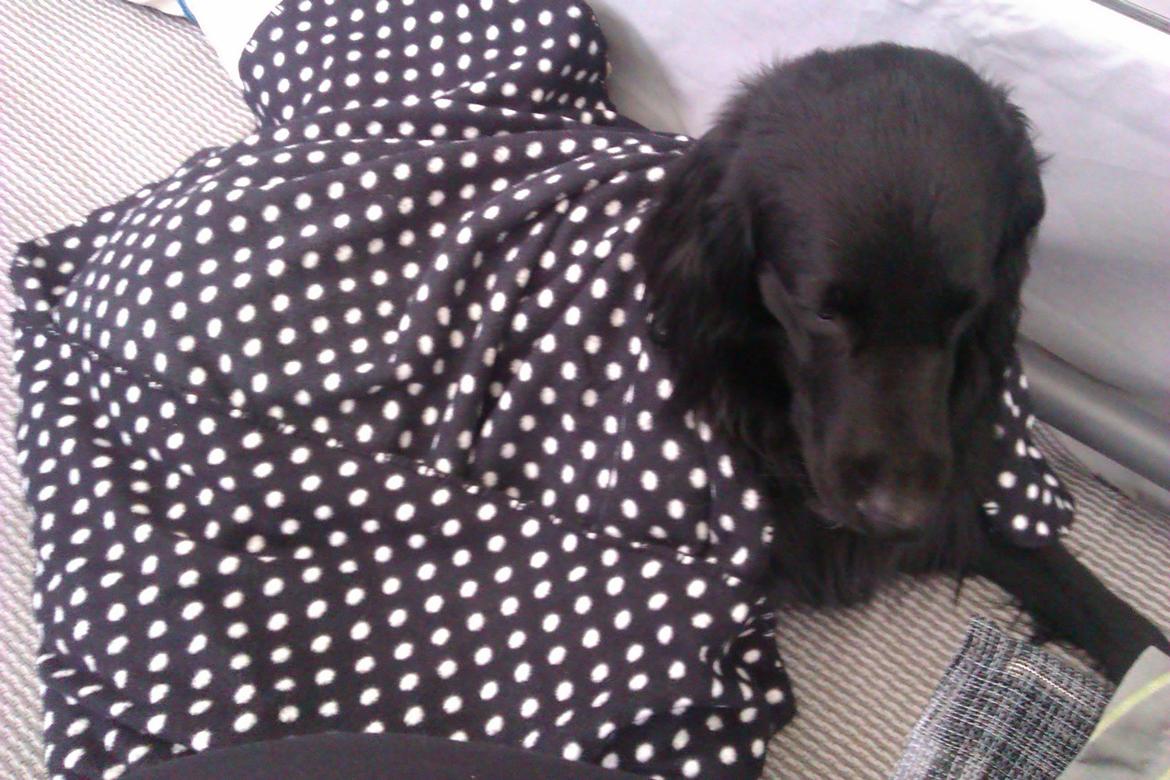 Flat coated retriever Rico billede 16