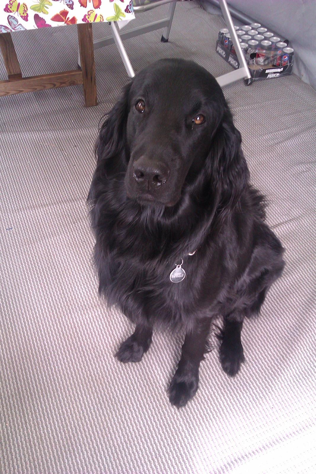 Flat coated retriever Rico billede 17