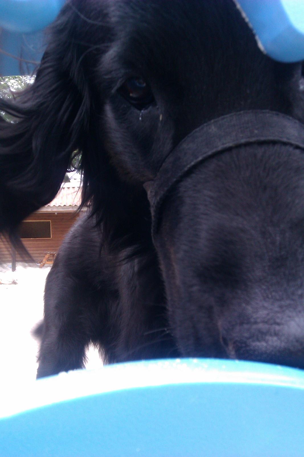 Flat coated retriever Rico billede 18