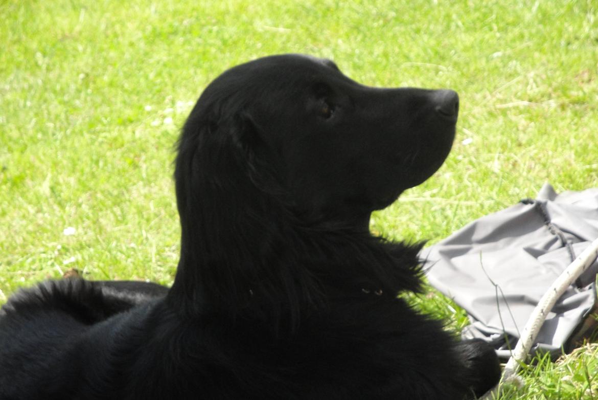 Flat coated retriever Rico billede 19