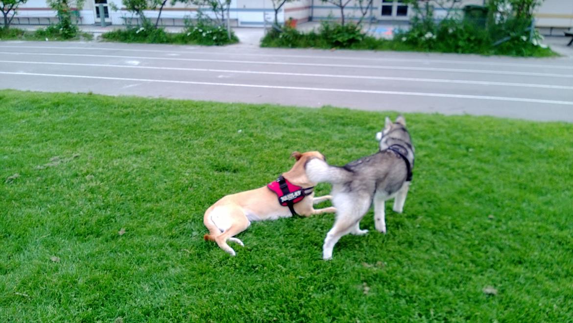 Siberian husky Kodi billede 9